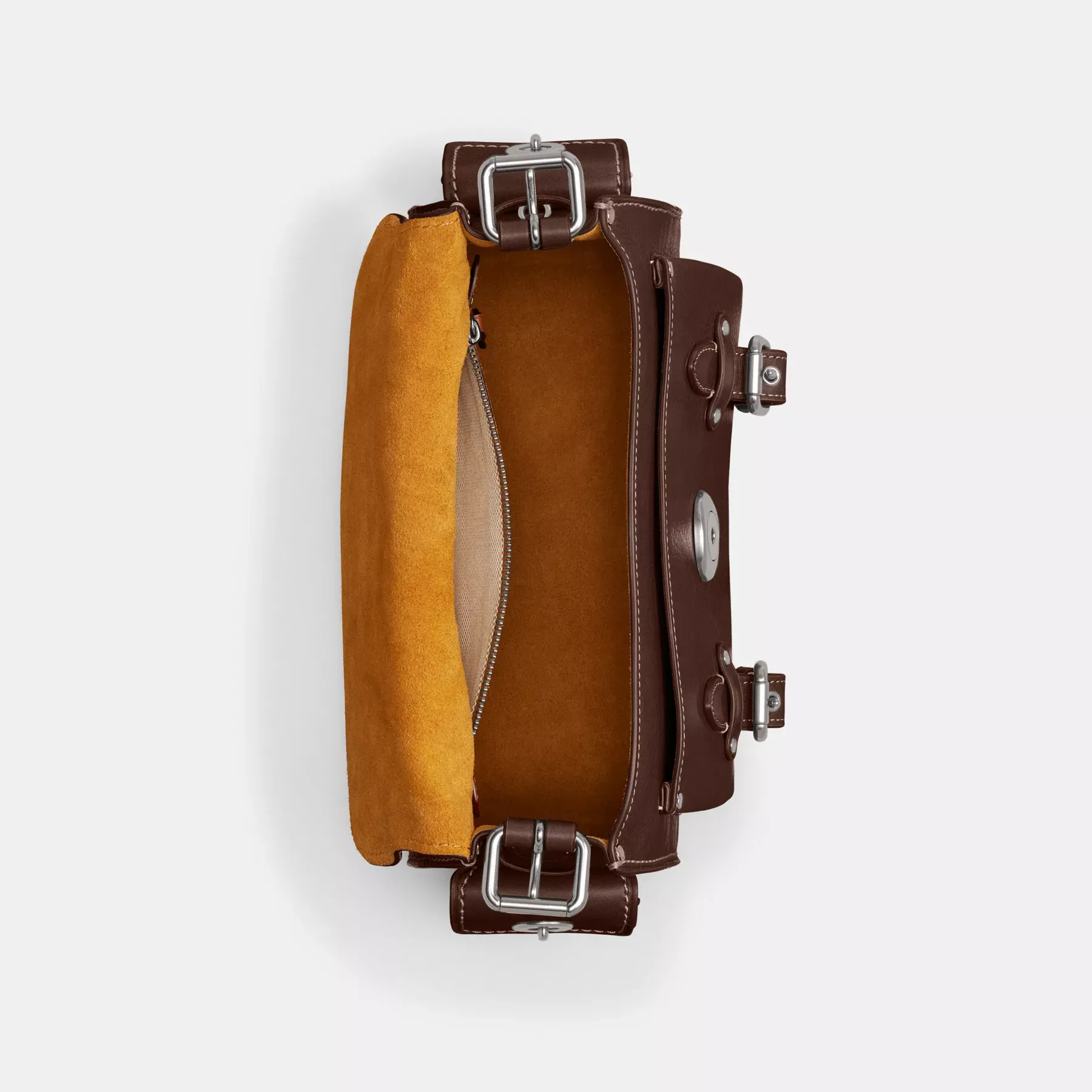 Western Tabby Western Tabby